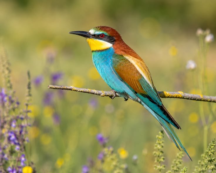 European Bee-eater